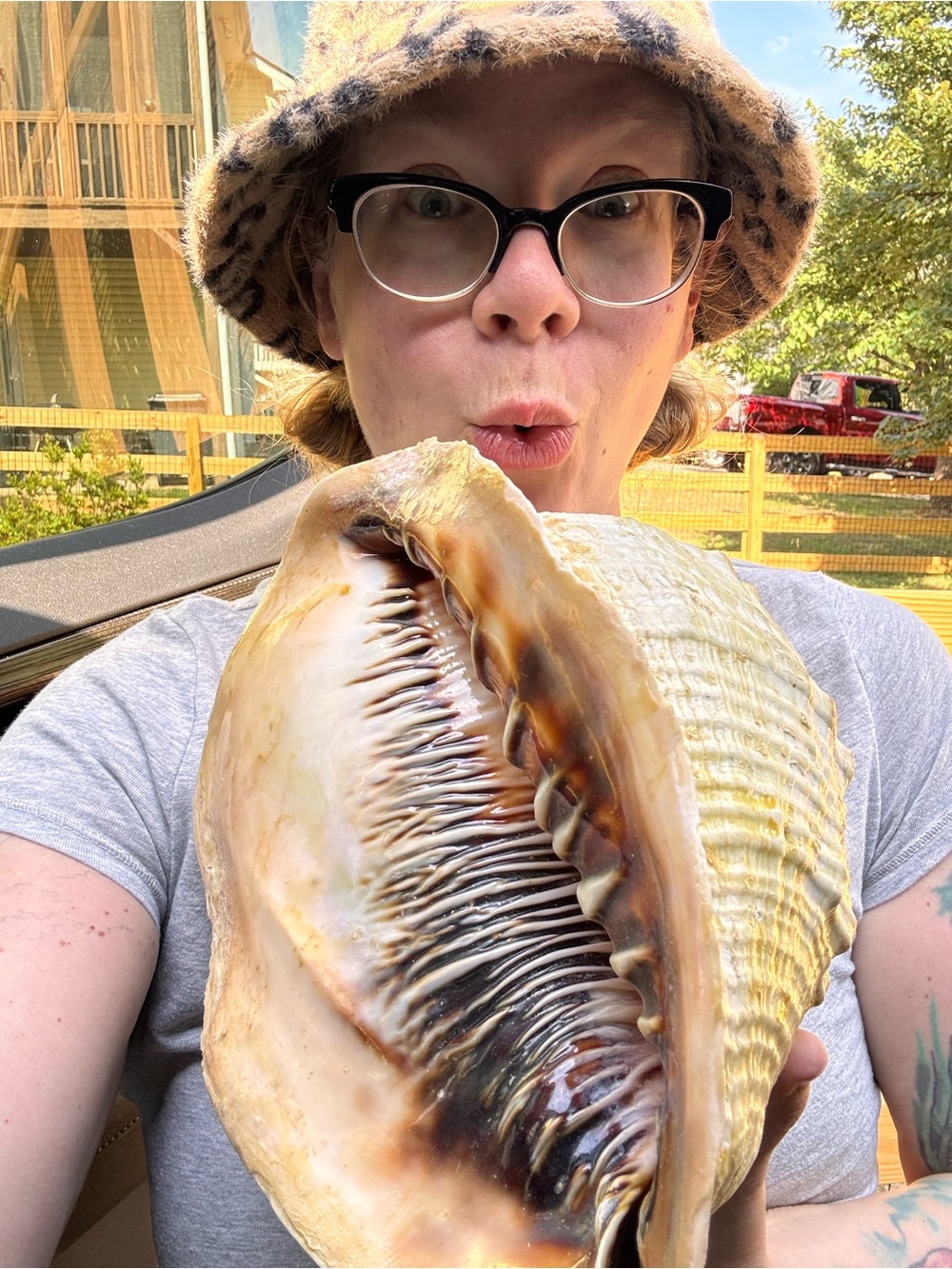 GIANT!! Helmet Conch Seashell